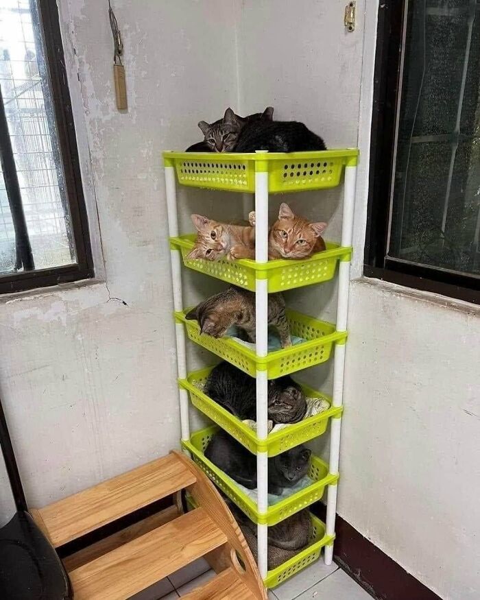 63 Cat Pics So Cute They’ll Totally Make Your Day Better