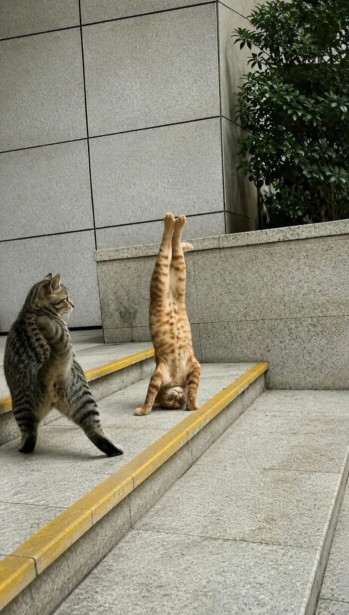 63 Cat Pics So Cute They’ll Totally Make Your Day Better
