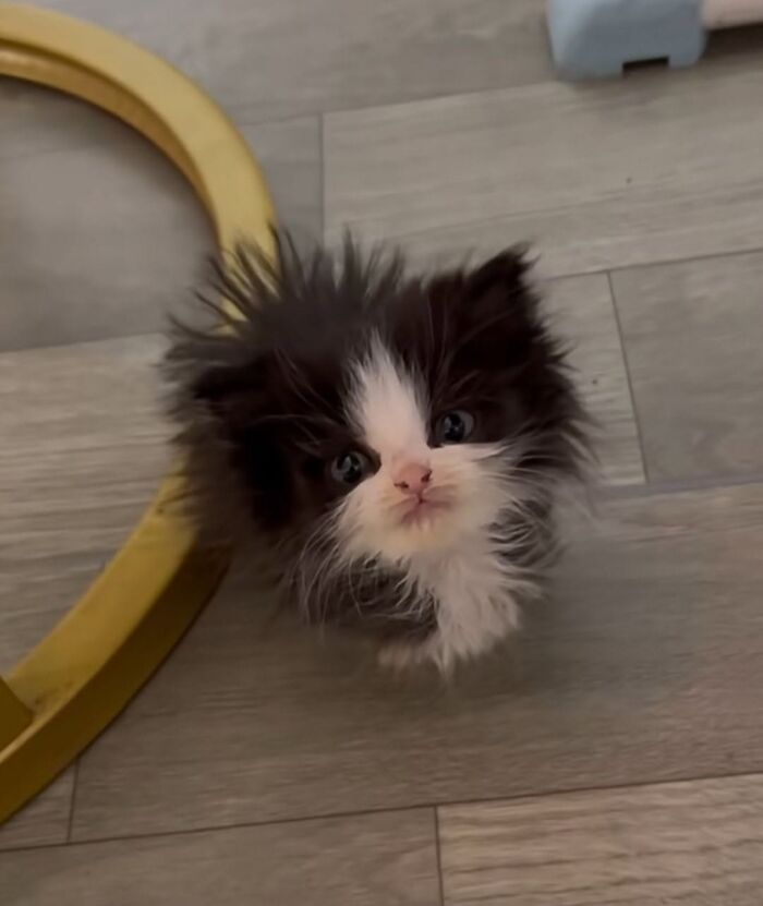 63 Cat Pics So Cute They’ll Totally Make Your Day Better