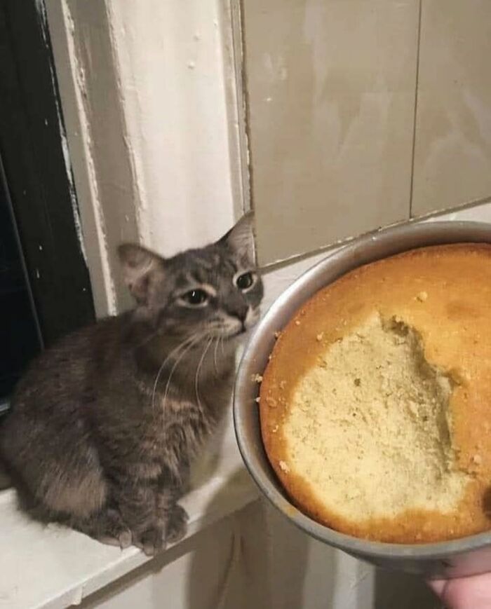 63 Cat Pics So Cute They’ll Totally Make Your Day Better