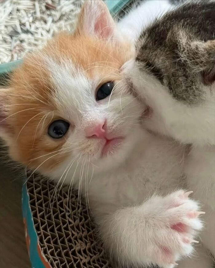 63 Cat Pics So Cute They’ll Totally Make Your Day Better