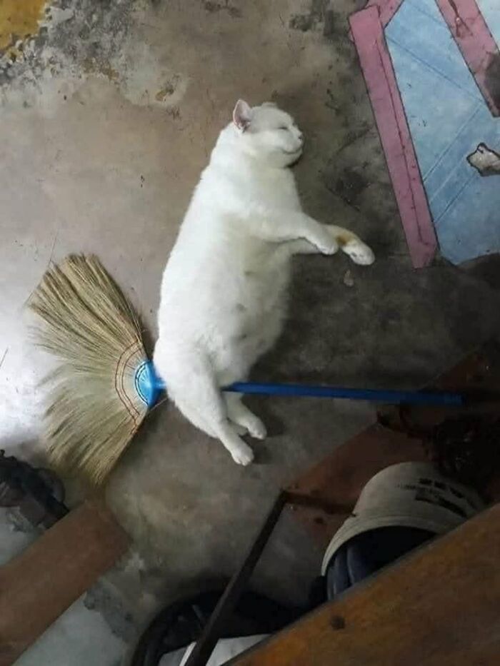 63 Cat Pics So Cute They’ll Totally Make Your Day Better