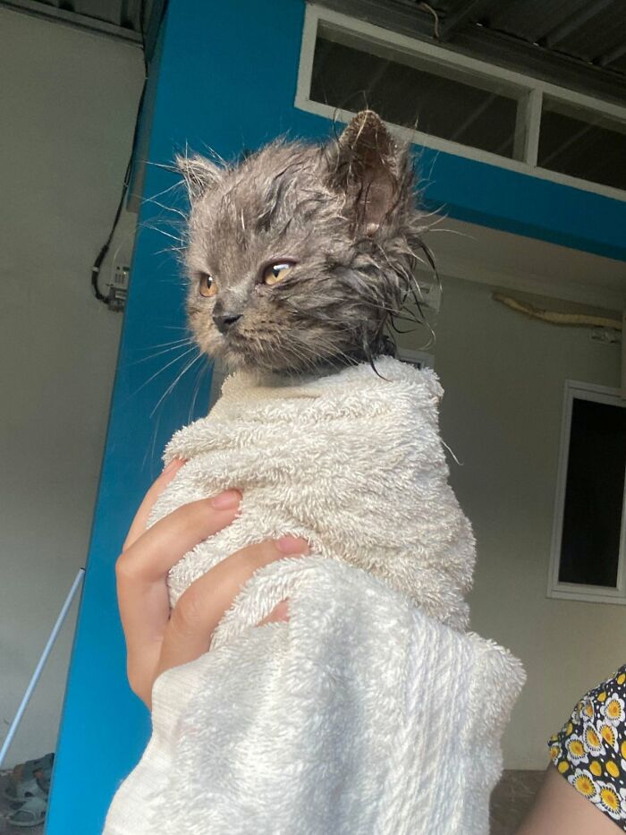 63 Cat Pics So Cute They’ll Totally Make Your Day Better