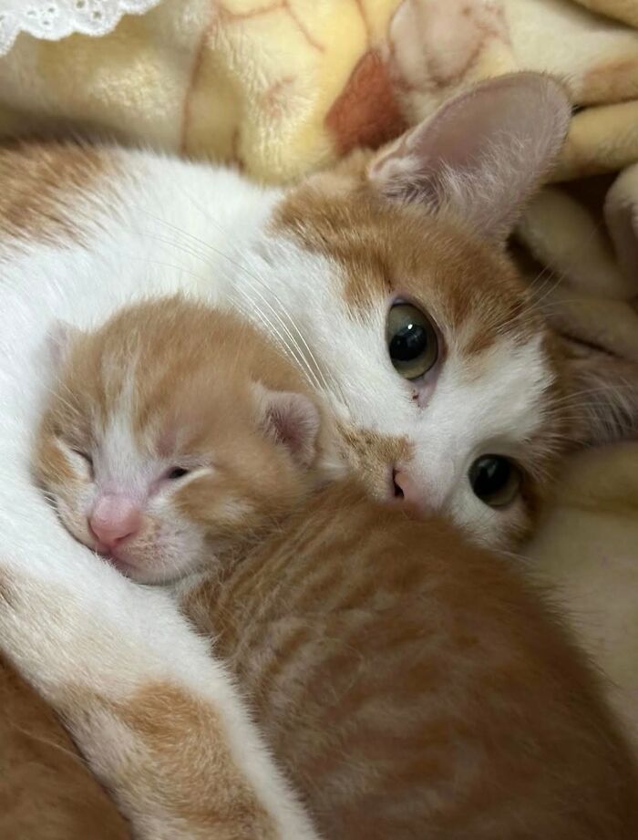 63 Cat Pics So Cute They’ll Totally Make Your Day Better