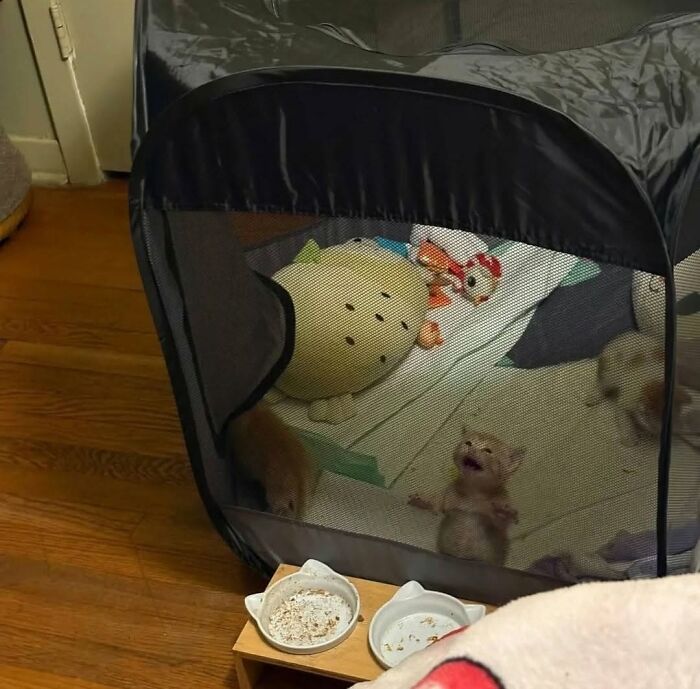 63 Cat Pics So Cute They’ll Totally Make Your Day Better
