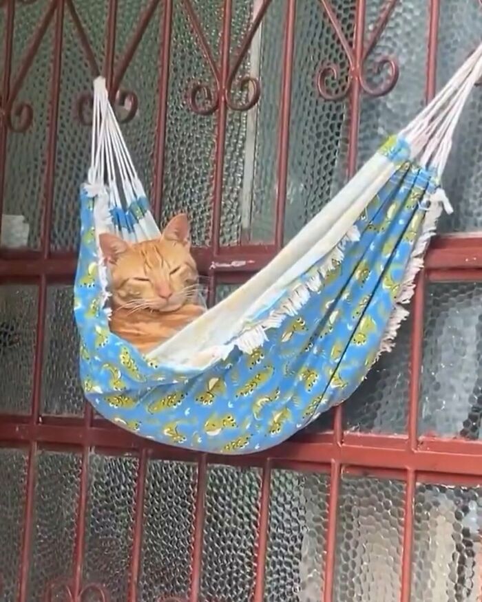 63 Cat Pics So Cute They’ll Totally Make Your Day Better
