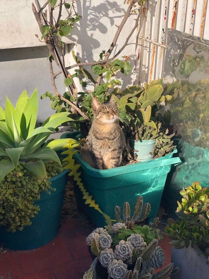 63 Cat Pics So Cute They’ll Totally Make Your Day Better