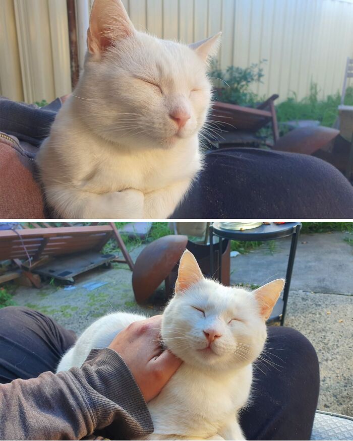 63 Cat Pics So Cute They’ll Totally Make Your Day Better