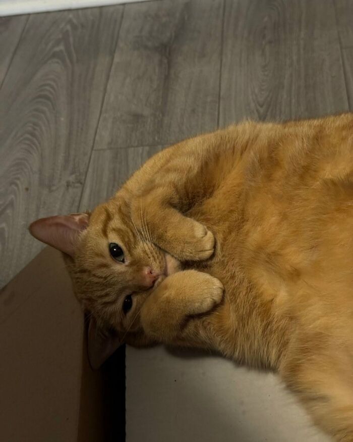 63 Cat Pics So Cute They’ll Totally Make Your Day Better
