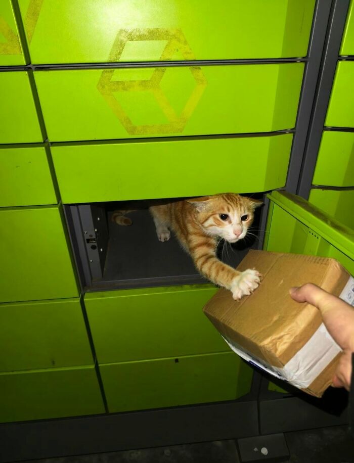 63 Cat Pics So Cute They’ll Totally Make Your Day Better