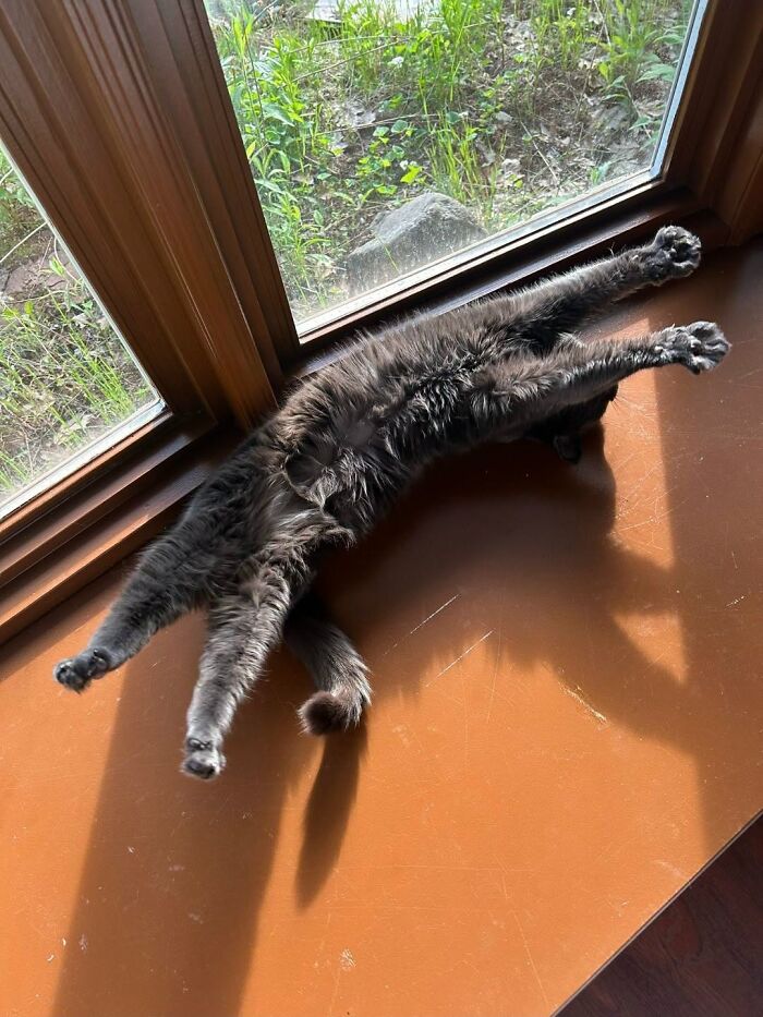 63 Cat Pics So Cute They’ll Totally Make Your Day Better