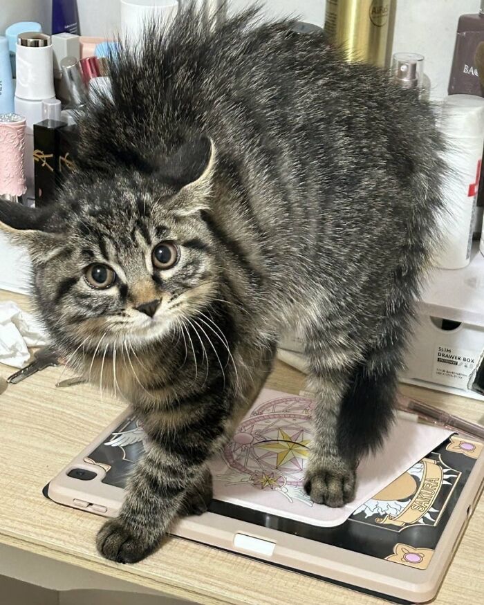 63 Cat Pics So Cute They’ll Totally Make Your Day Better