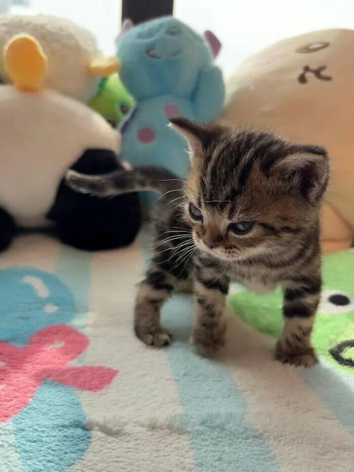 63 Cat Pics So Cute They’ll Totally Make Your Day Better