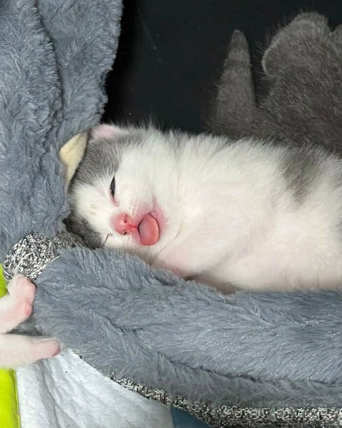 63 Cat Pics So Cute They’ll Totally Make Your Day Better