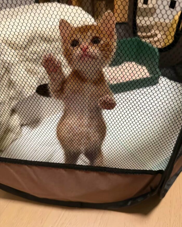 63 Cat Pics So Cute They’ll Totally Make Your Day Better
