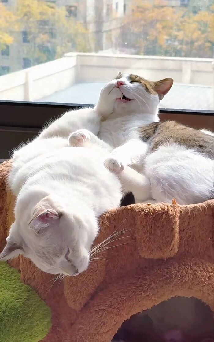 63 Cat Pics So Cute They’ll Totally Make Your Day Better