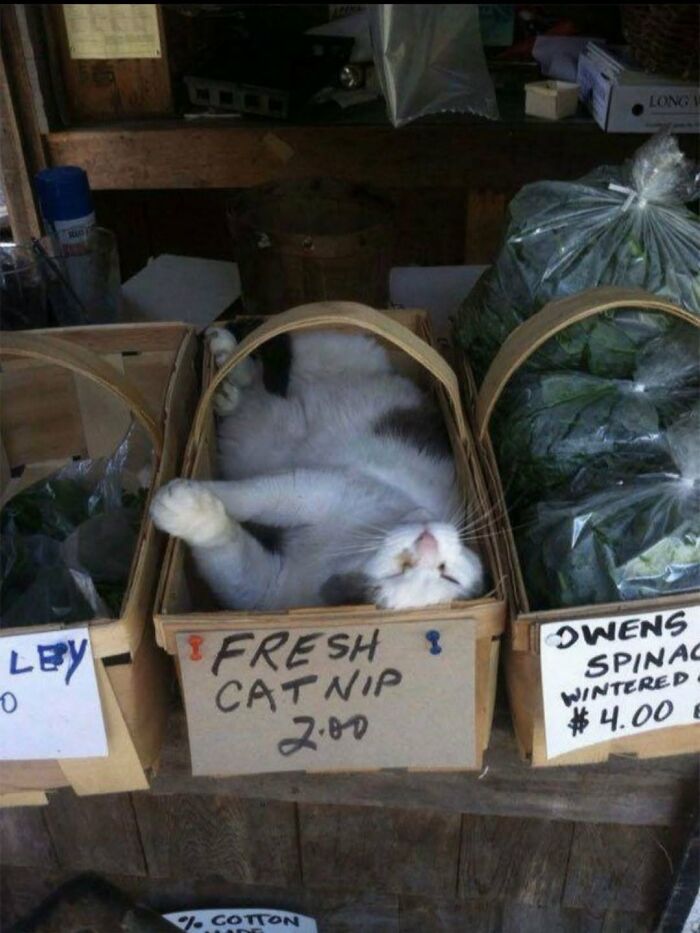 63 Cat Pics So Cute They’ll Totally Make Your Day Better