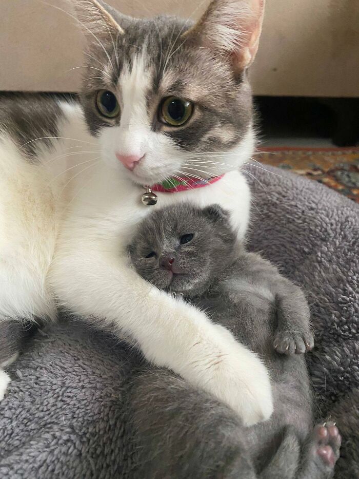 63 Cat Pics So Cute They’ll Totally Make Your Day Better