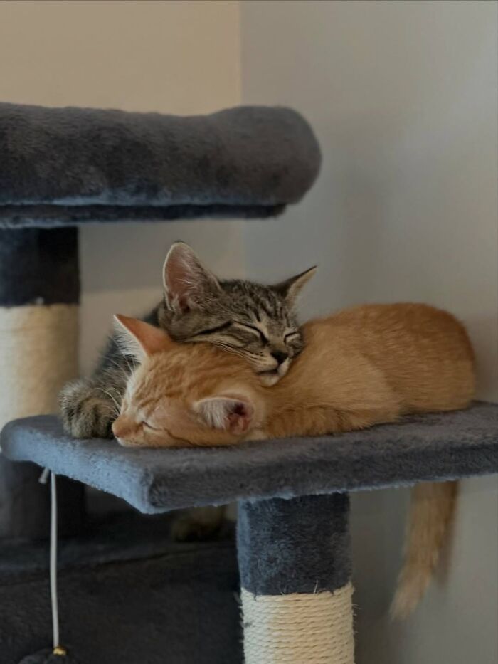 63 Cat Pics So Cute They’ll Totally Make Your Day Better