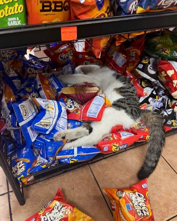 63 Cat Pics So Cute They’ll Totally Make Your Day Better