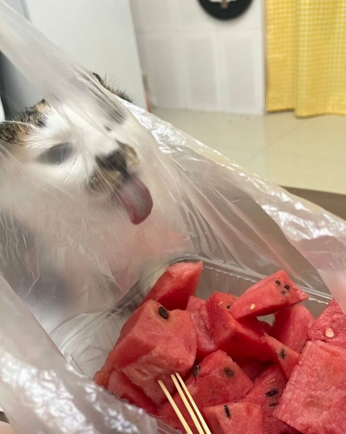 63 Cat Pics So Cute They’ll Totally Make Your Day Better