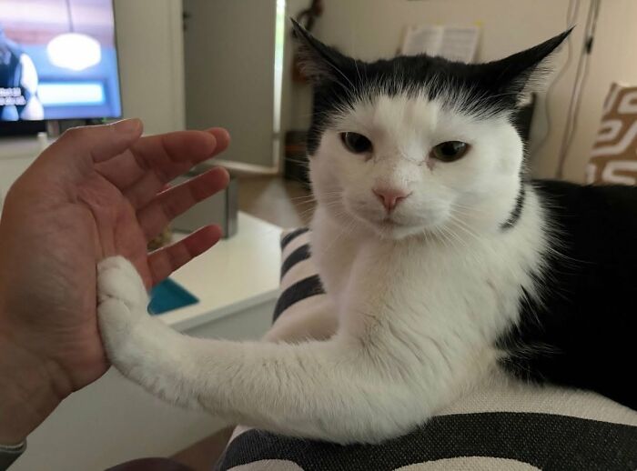 63 Cat Pics So Cute They’ll Totally Make Your Day Better