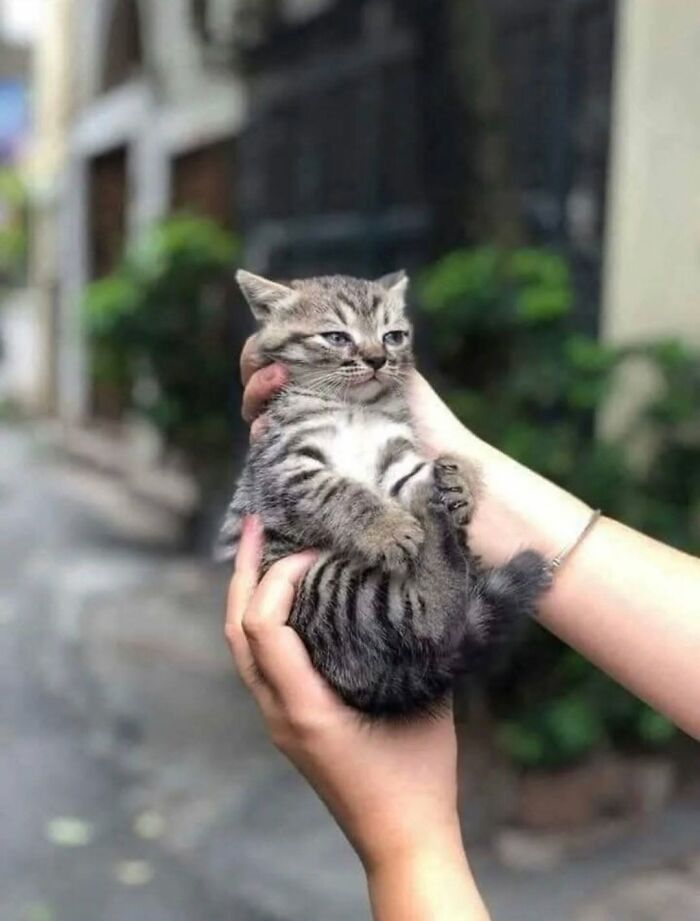 63 Cat Pics So Cute They’ll Totally Make Your Day Better