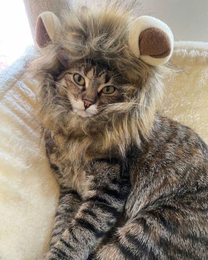 63 Cat Pics So Cute They’ll Totally Make Your Day Better