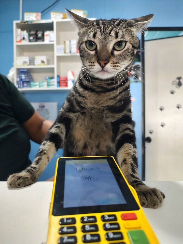 63 Cat Pics So Cute They’ll Totally Make Your Day Better