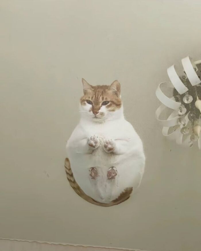 63 Cat Pics So Cute They’ll Totally Make Your Day Better