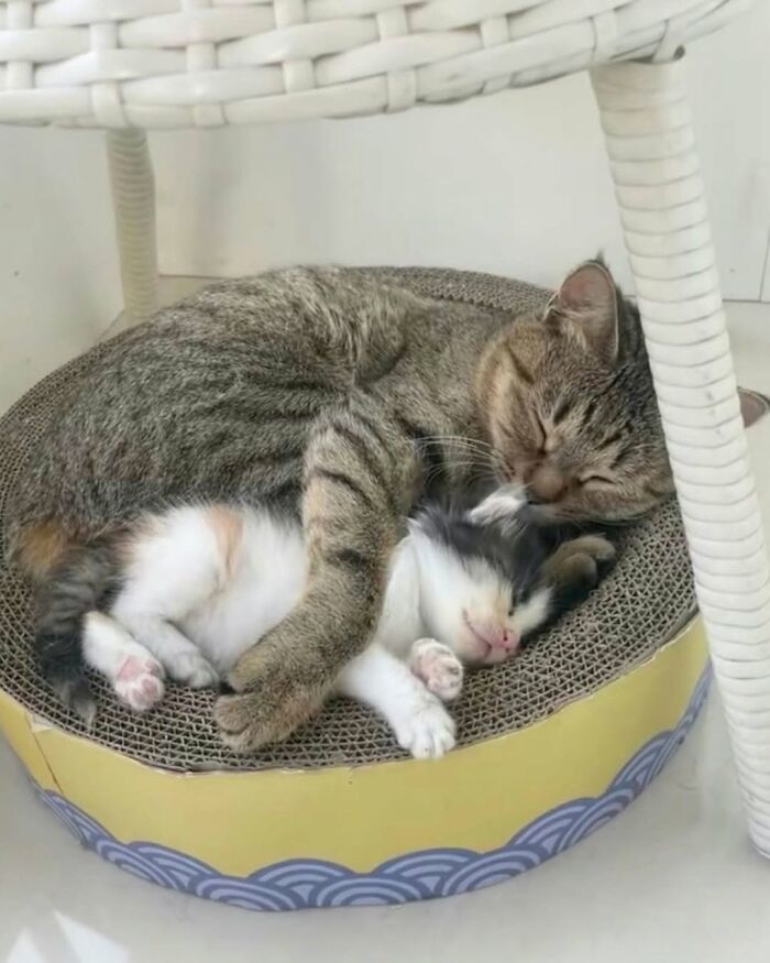 63 Cat Pics So Cute They’ll Totally Make Your Day Better