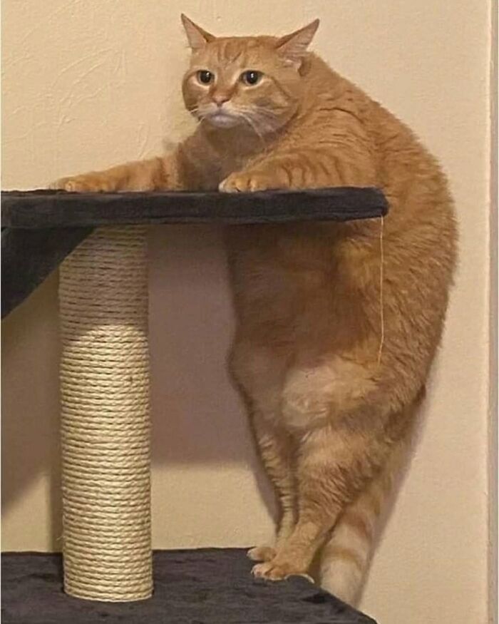 63 Cat Pics So Cute They’ll Totally Make Your Day Better