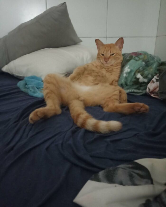 63 Cat Pics So Cute They’ll Totally Make Your Day Better