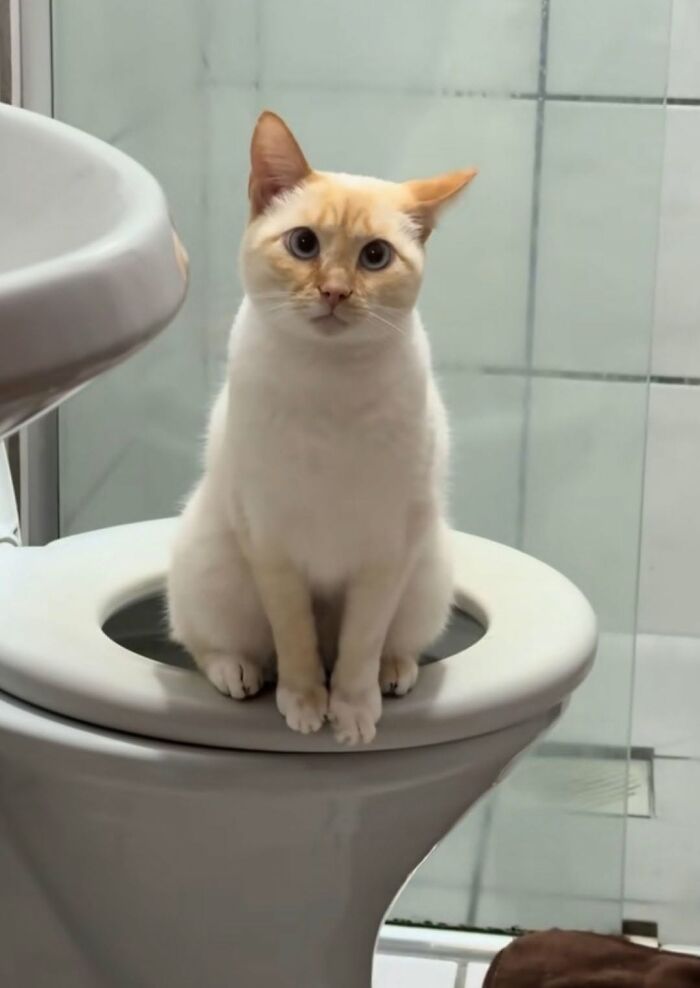 63 Cat Pics So Cute They’ll Totally Make Your Day Better