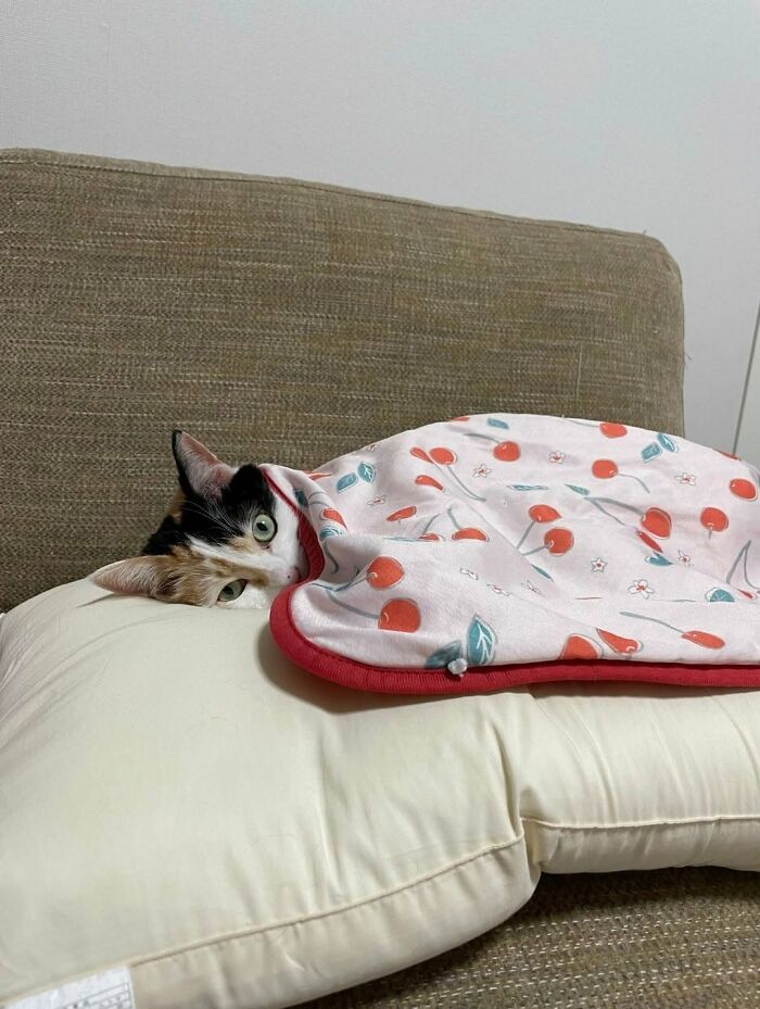 63 Cat Pics So Cute They’ll Totally Make Your Day Better