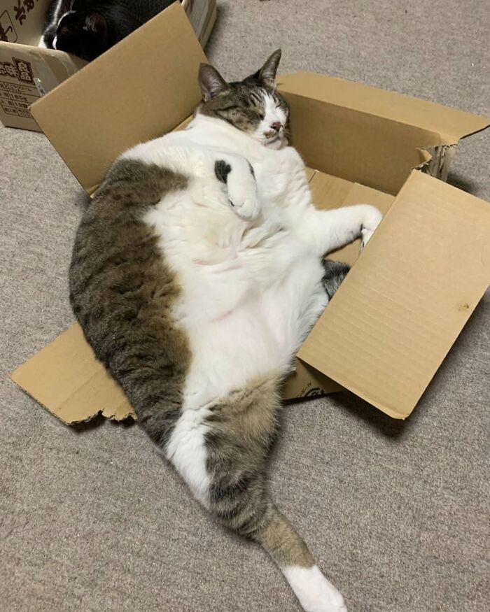 63 Cat Pics So Cute They’ll Totally Make Your Day Better