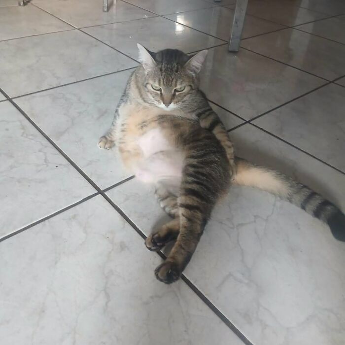 63 Cat Pics So Cute They’ll Totally Make Your Day Better