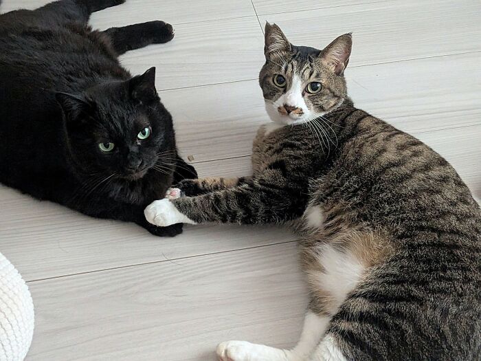63 Cat Pics So Cute They’ll Totally Make Your Day Better
