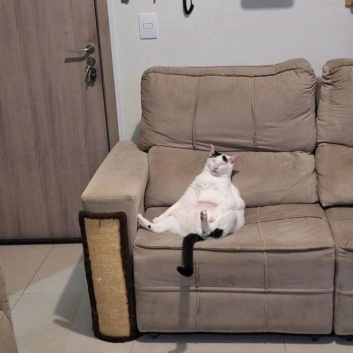 63 Cat Pics So Cute They’ll Totally Make Your Day Better