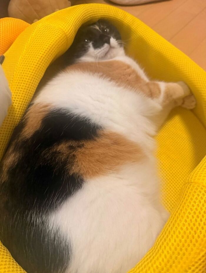 63 Cat Pics So Cute They’ll Totally Make Your Day Better