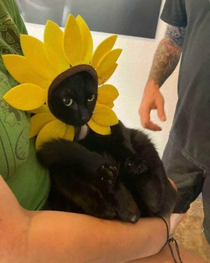 63 Cat Pics So Cute They’ll Totally Make Your Day Better