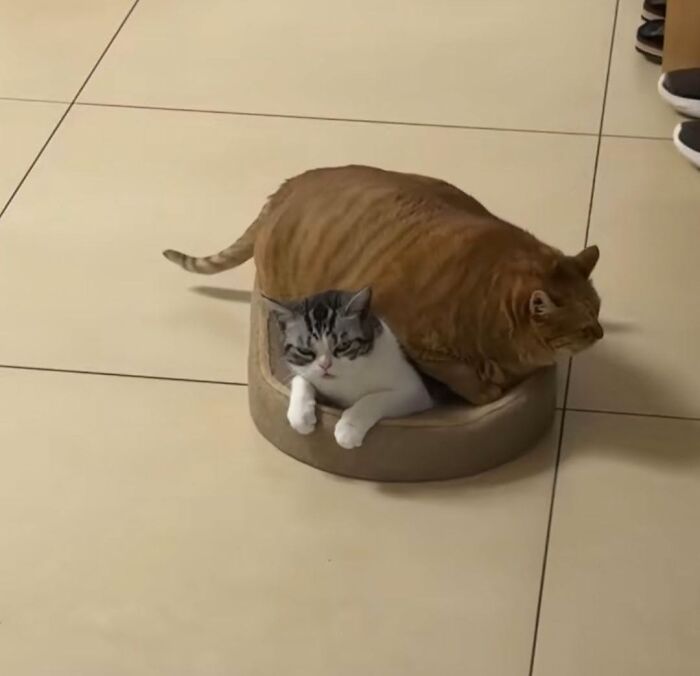 63 Cat Pics So Cute They’ll Totally Make Your Day Better