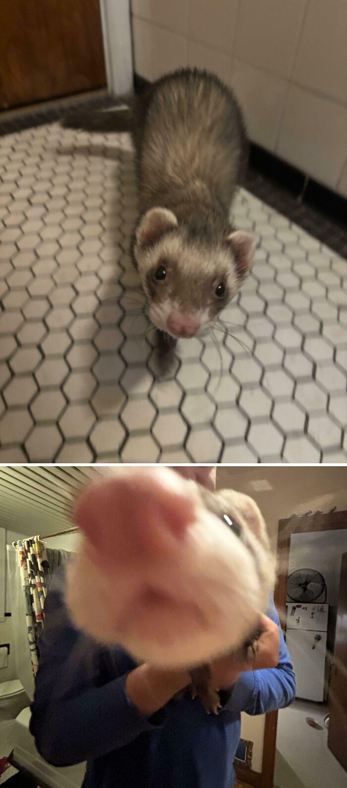 Adopted a Tiny Dumpster Baby Named Jello—Yes, Really!