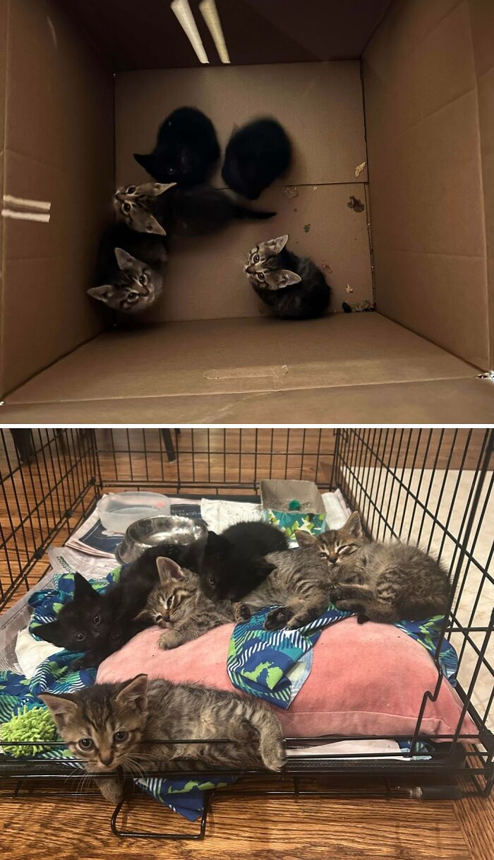 Found 5 Abandoned Kittens in the Trash—Heartbreak Alert