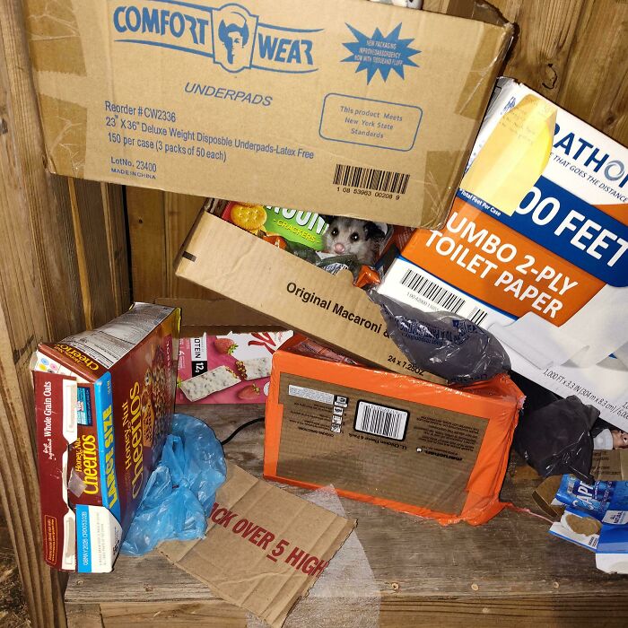 Spotted a Baby Dumpster Diver at Food Pantry Drop-Off