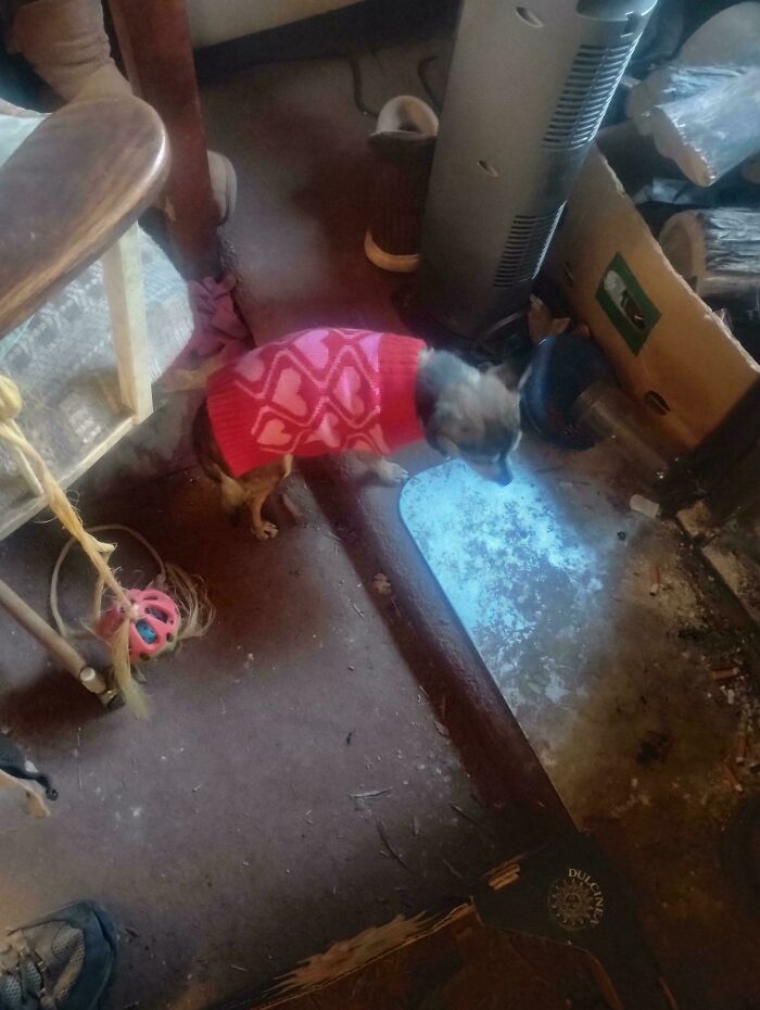 Got a Christmas Sweater for the Community Dog from the Ross Dumpster