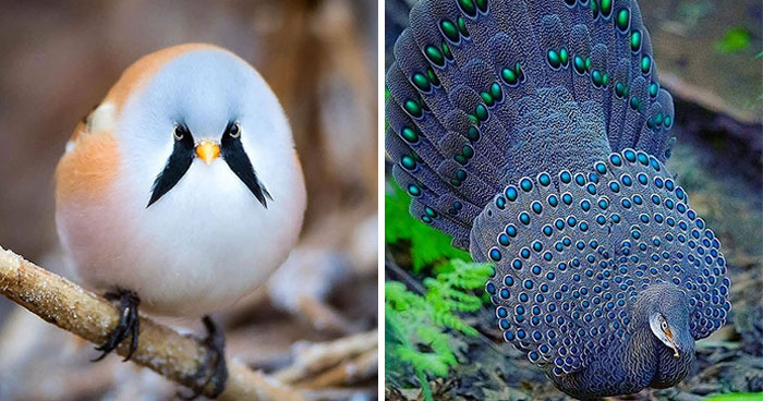 Wait, They Actually Ranked That?! 50 Birds So Stunning You’ll Do a Double Take