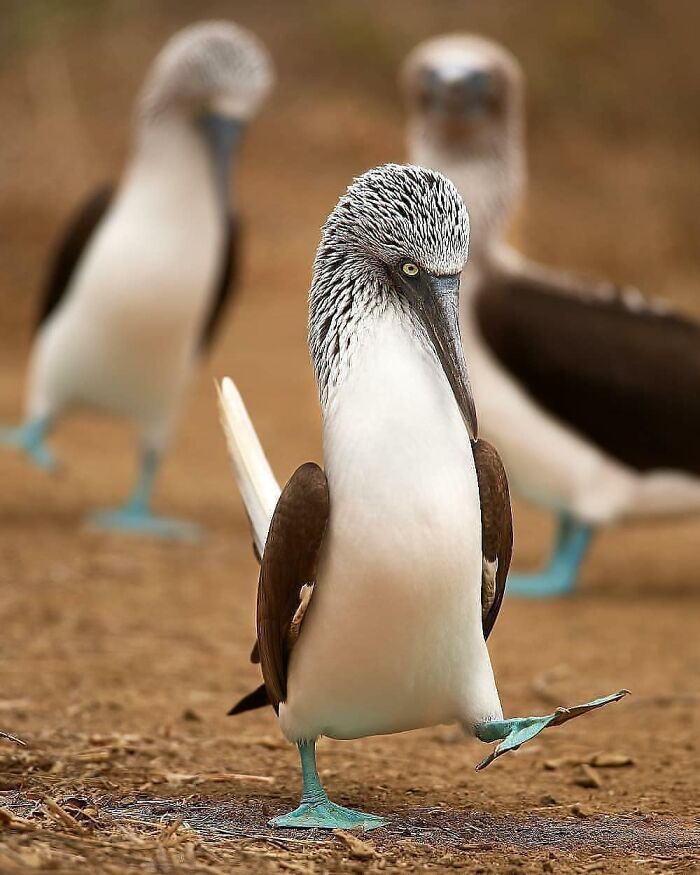 Blue-Footed Booby: The Dance Floor King