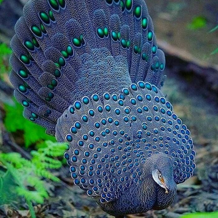 Grey Peacock-Pheasant: The Mysterious Forest Showstopper