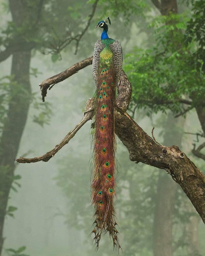 Peacock: Grandma’s Classic Show-Off